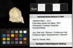 Foto (Objekt + Etiketten) von Eodromites grandis (von Meyer, 1857) 